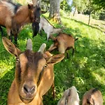 Nature Hideaway Homes With Sauna - Two Bedroom Holiday home Slap ob Idrijci