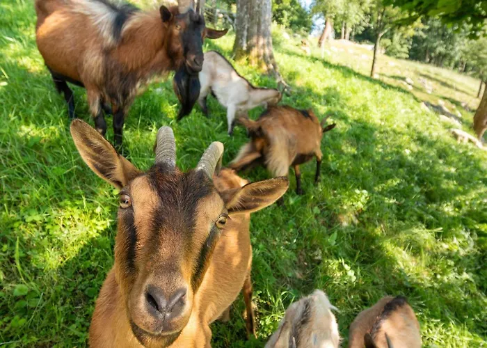 Nature Hideaway Homes With Sauna - Two Bedroom بيت للعطل Slap ob Idrijci